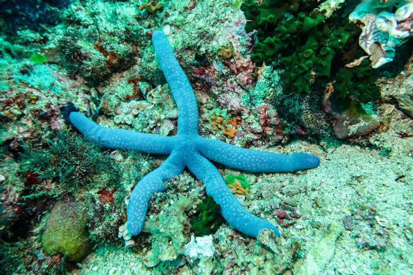 Blue Linckia - Anilao - 12 June 2025 - Dive 1