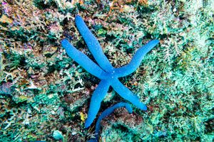 Blue Linckia