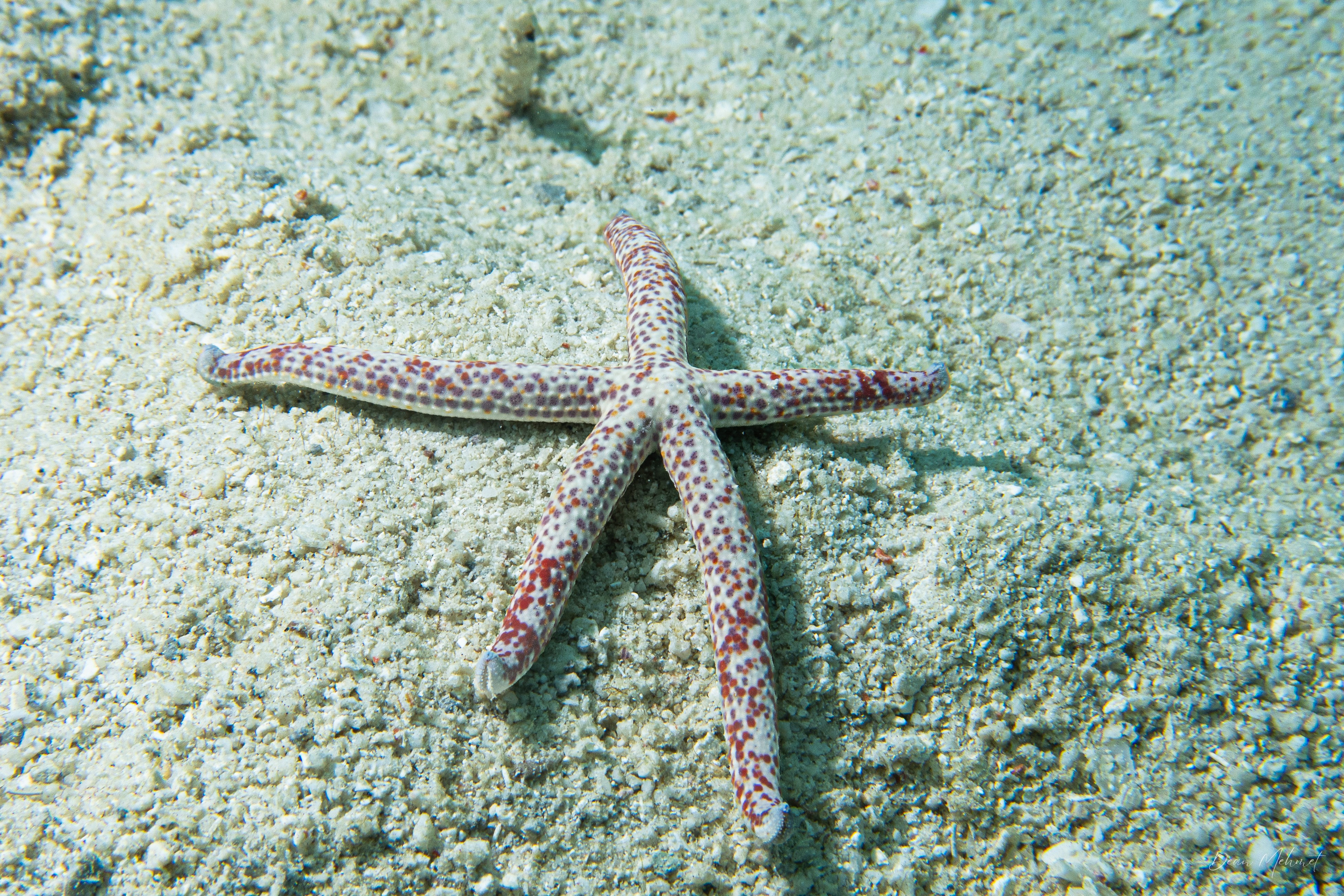 Spotted Linckia