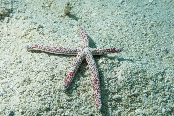 Spotted Linckia
