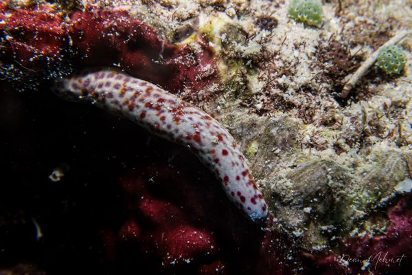 Spotted Linckia
