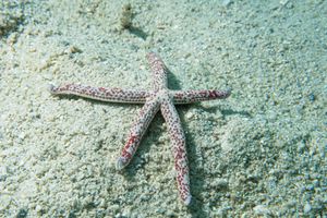 Spotted Linckia