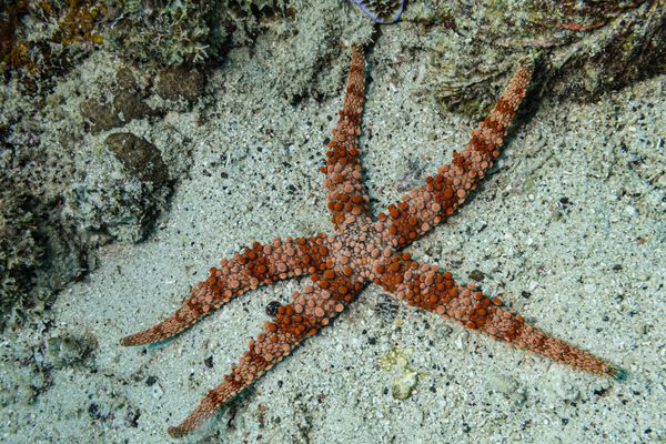 Bumpy sea star