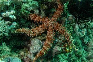 Bumpy sea star