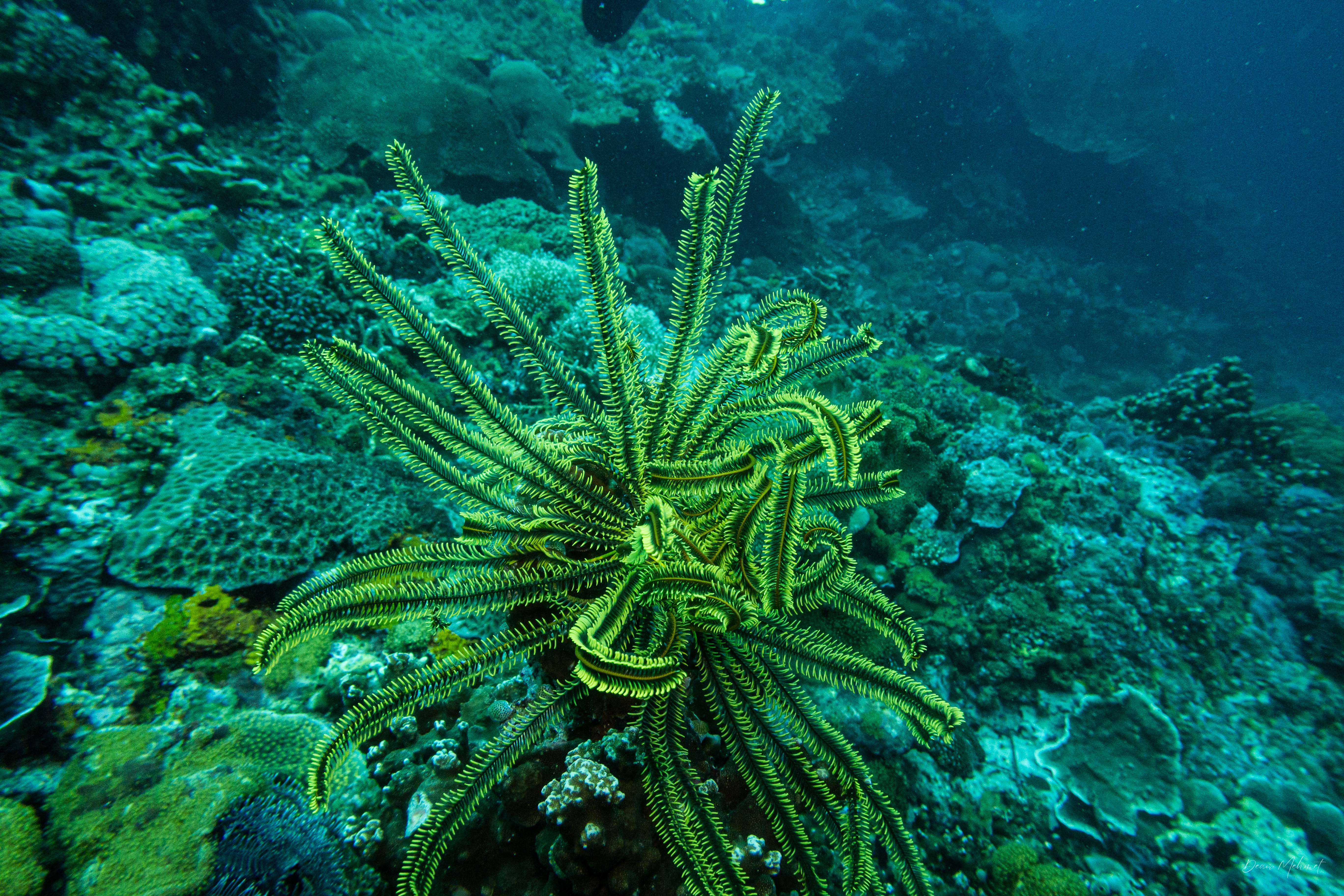 Bennett's Bushy Feather Star