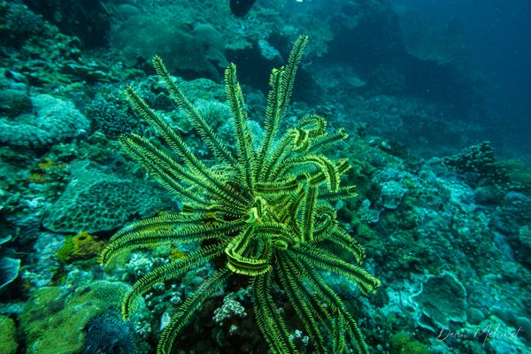 Bennett's Bushy Feather Star