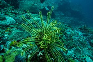 Bennett's Bushy Feather Star