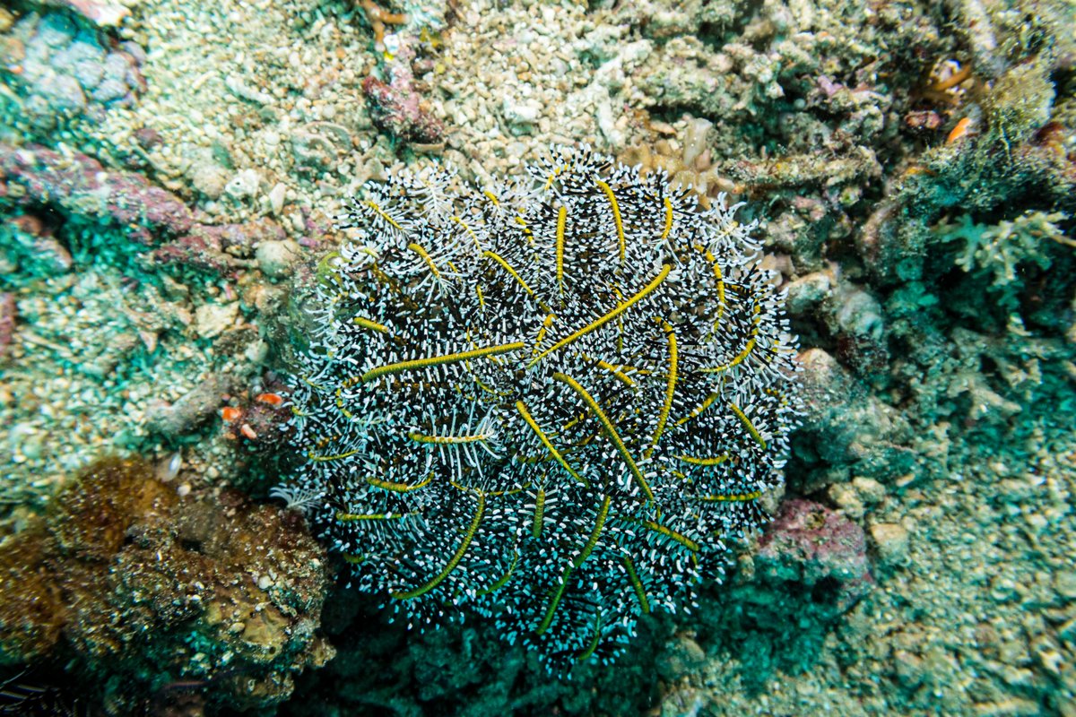 Variable Bushy Feather Star hero image