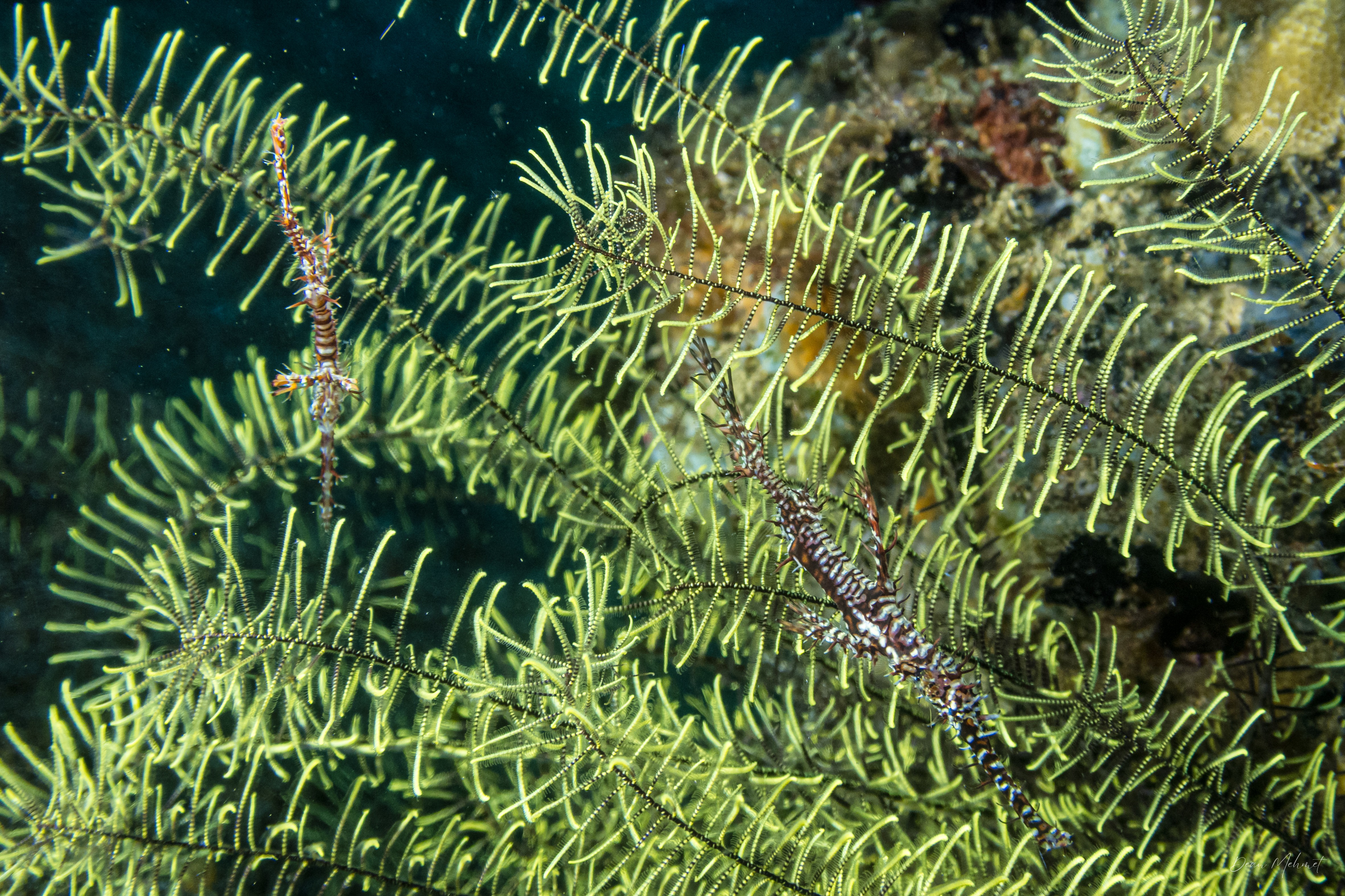 Phanogenia