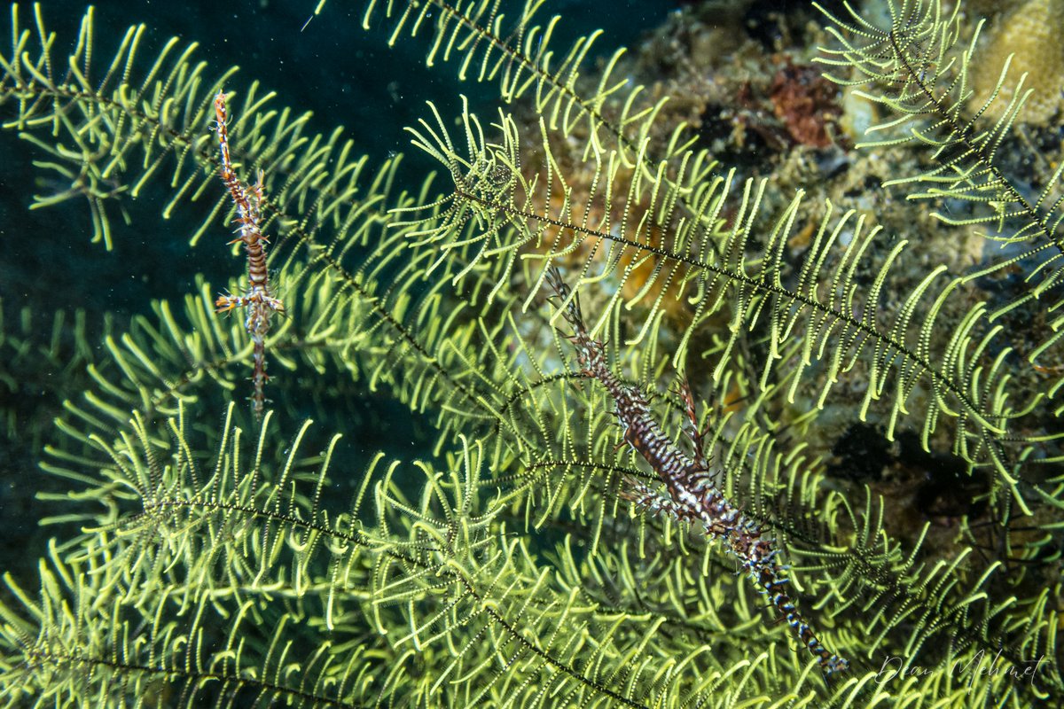 Phanogenia
