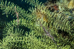 Phanogenia