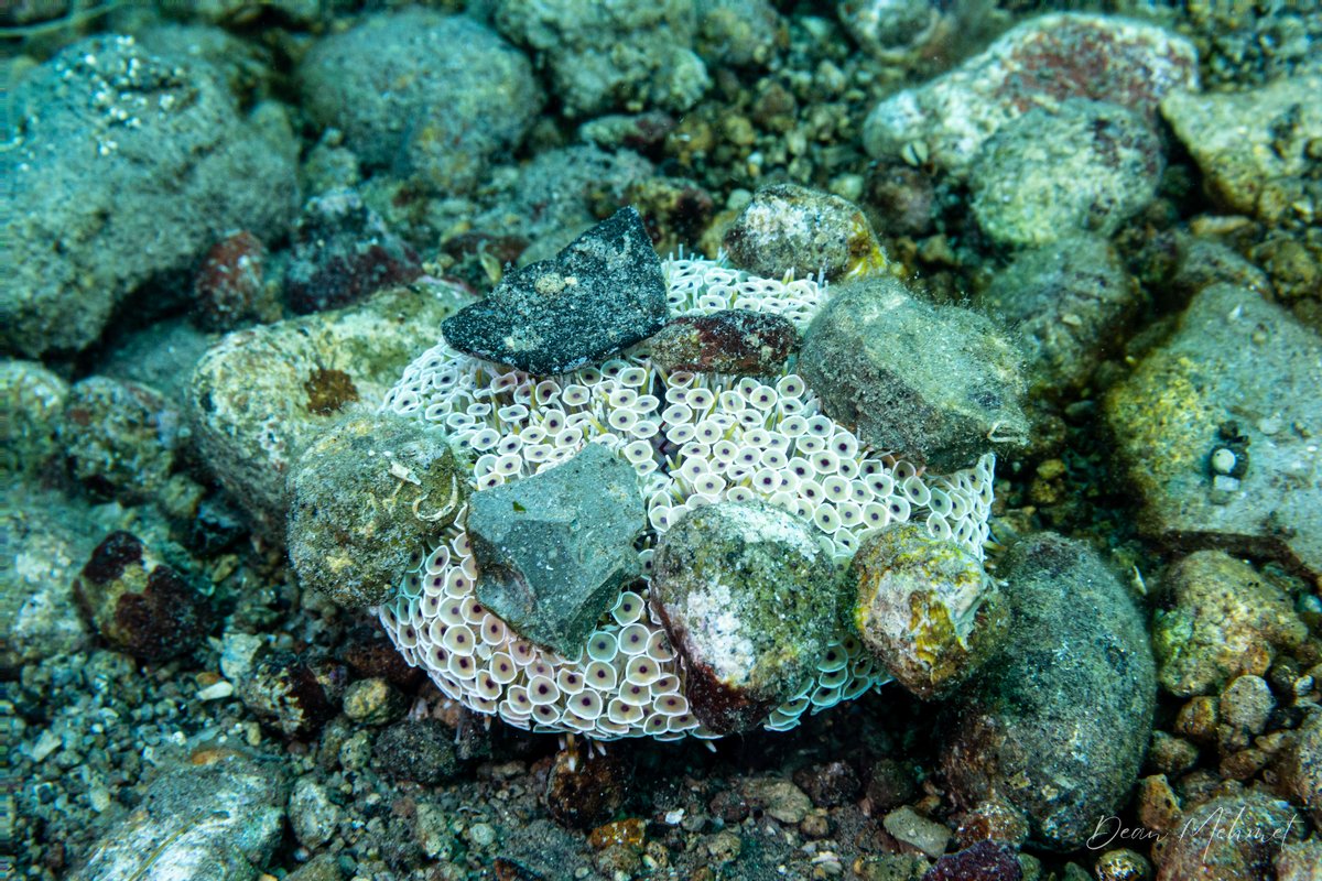 Rose Flower Urchin