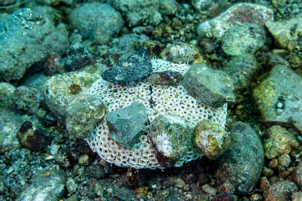 Rose Flower Urchin