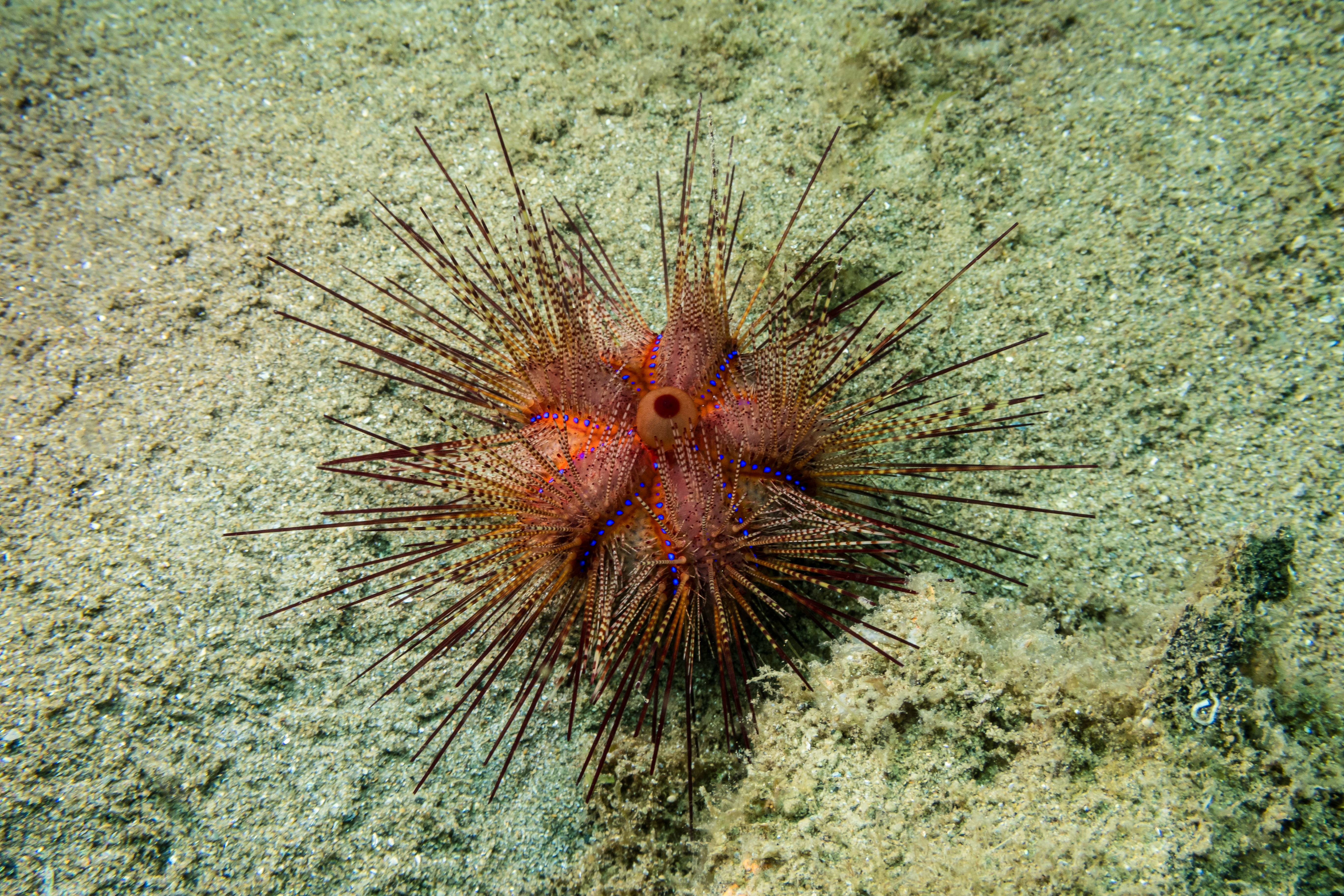 Blue-spotted Urchin