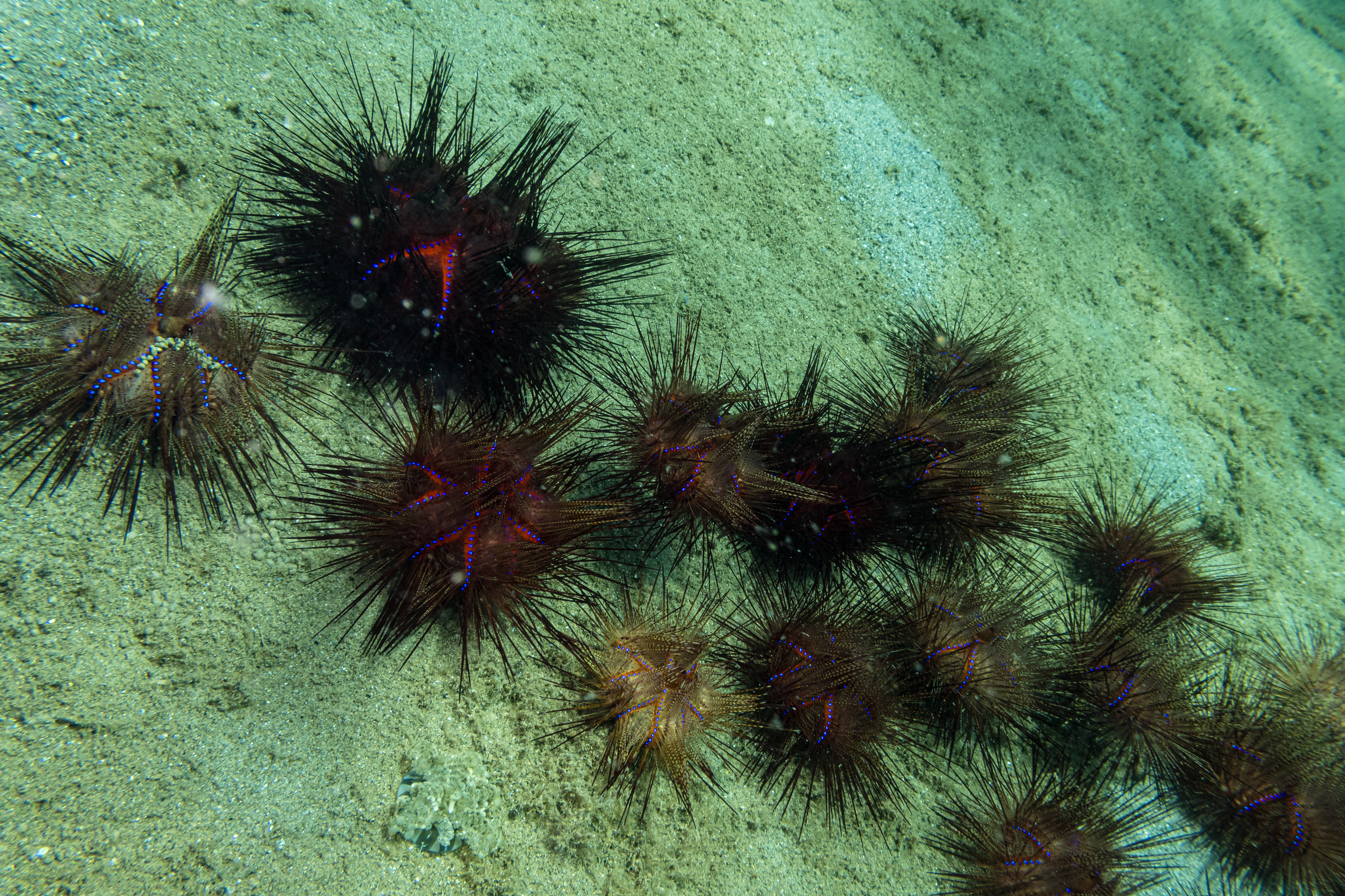 Blue-spotted Urchin