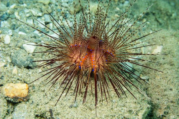 Blue-spotted Urchin