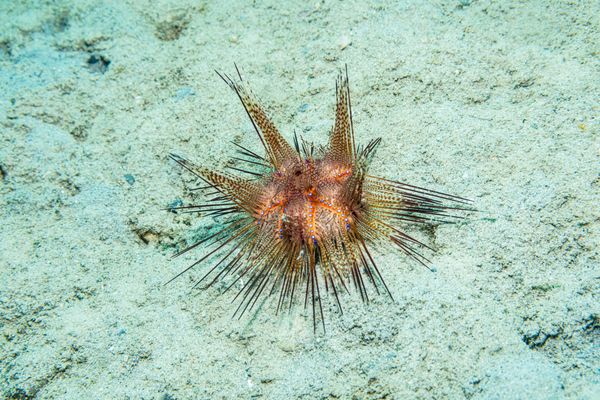 Blue-spotted Urchin
