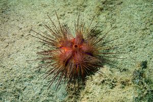 Blue-spotted Urchin