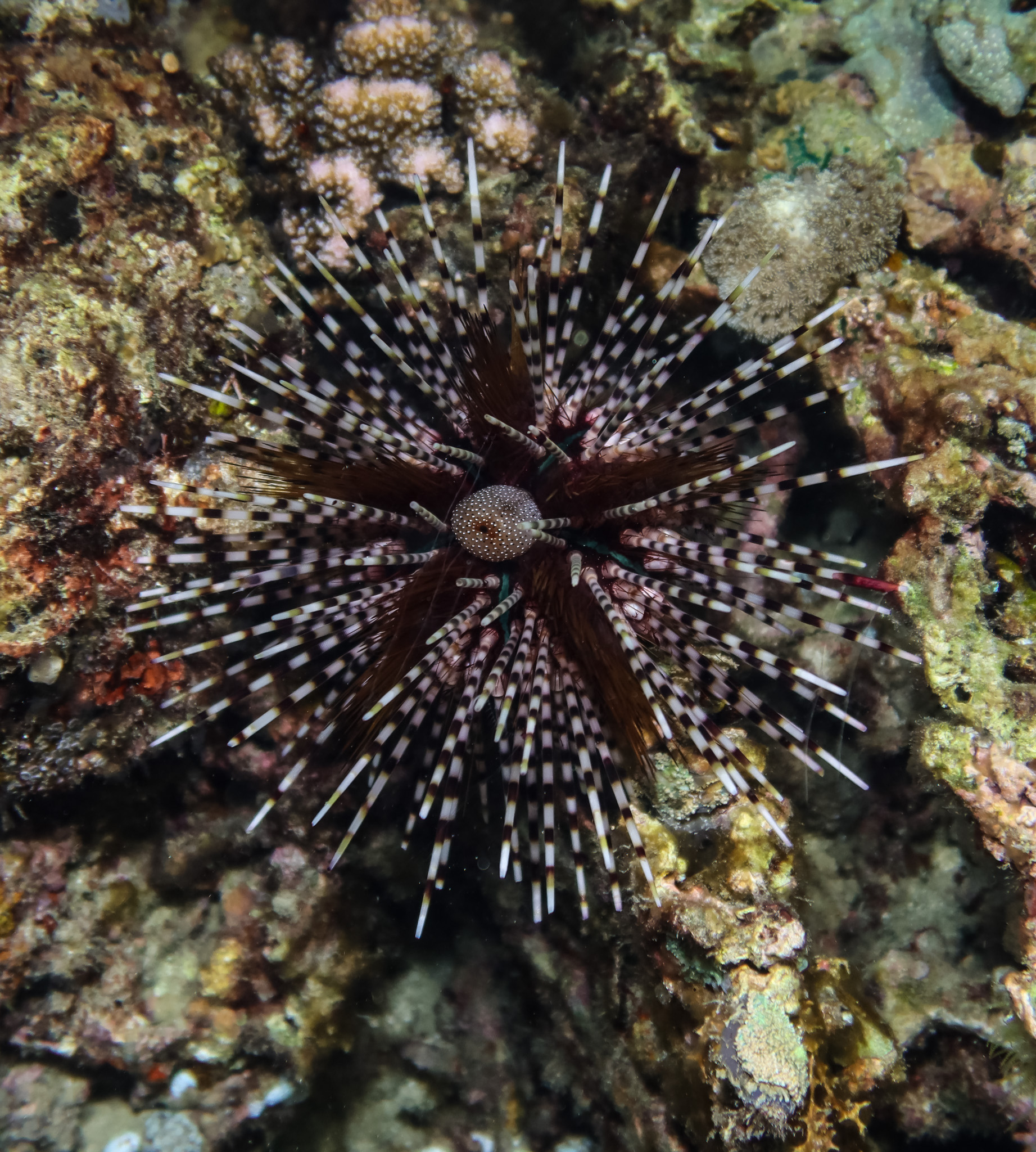 Banded Sea Urchin