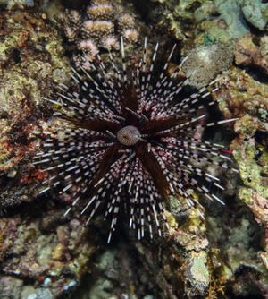 Banded Sea Urchin