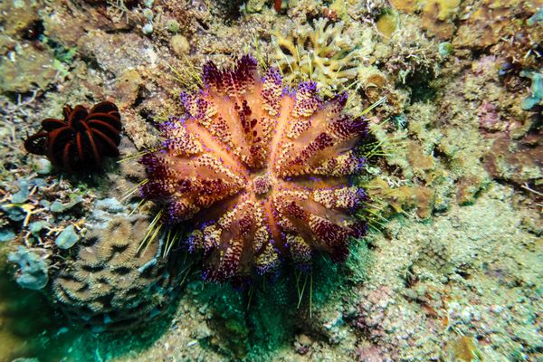 Fire Urchin - Puerto Galera - 10 June 2025 - Dive 3