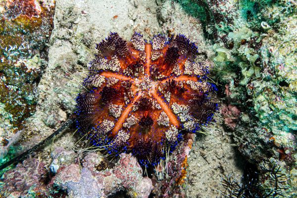 Fire Urchin