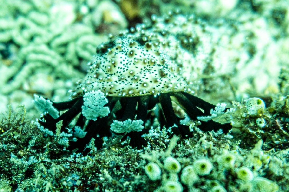 Graeffes Sea Cucumber