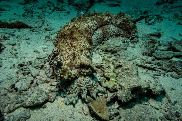 Amberfish Sea Cucumber
