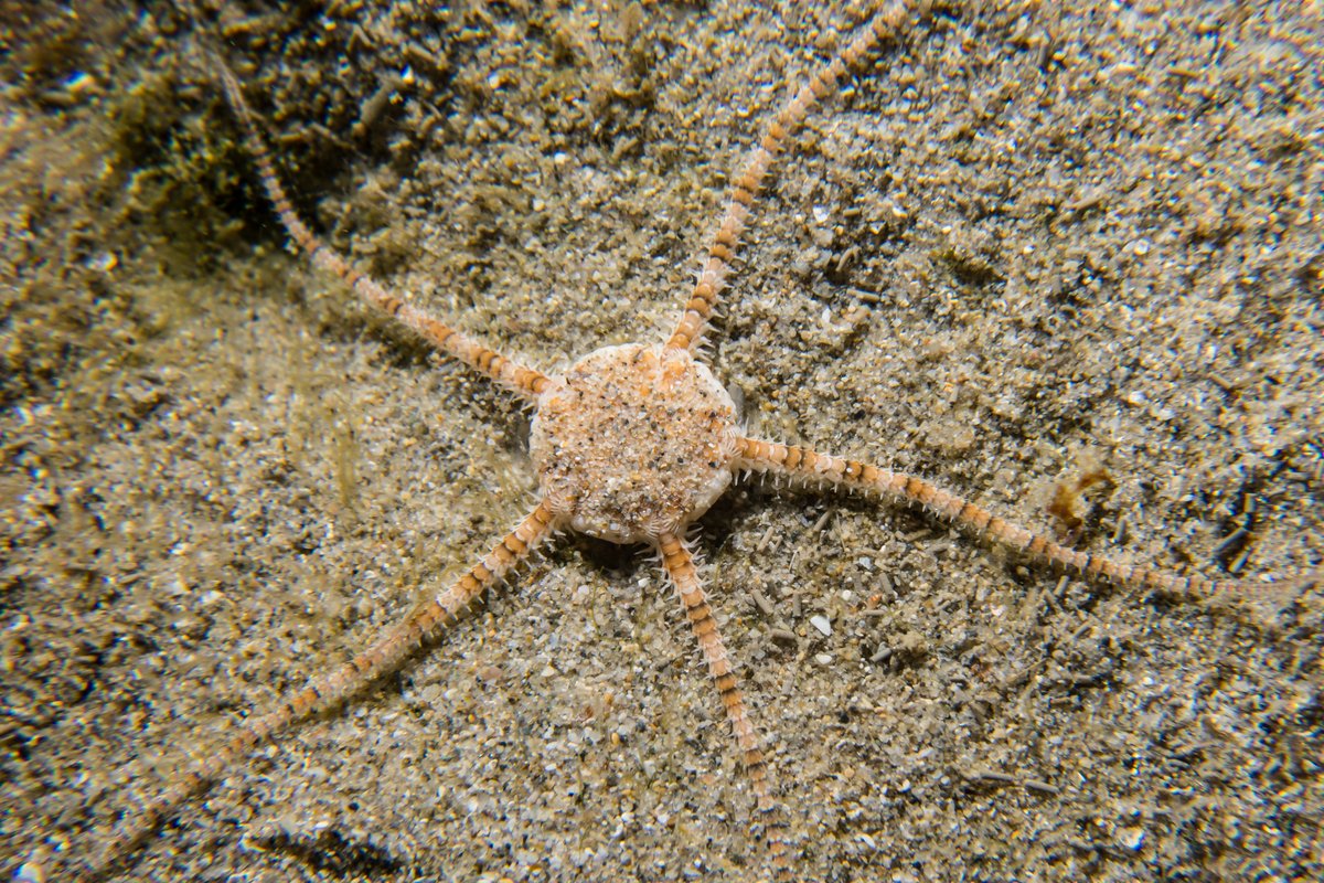 Serpent Star