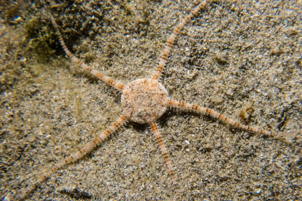 Serpent Star