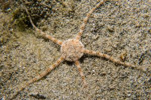 Serpent Star