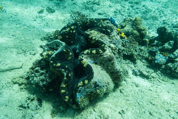 Gigas Giant Clam