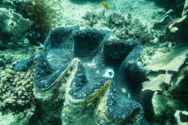 Gigas Giant Clam
