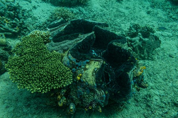 Gigas Giant Clam
