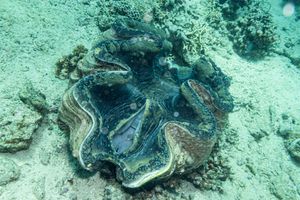 Gigas Giant Clam