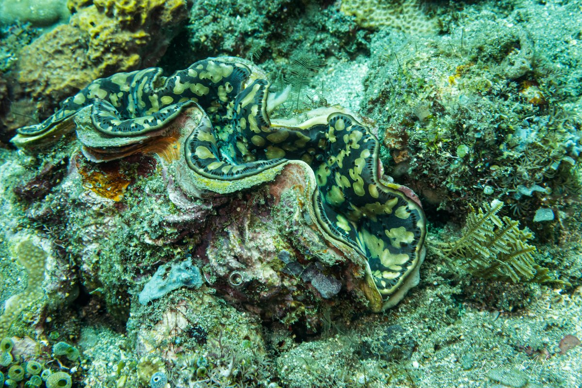 Small Giant Clam hero image
