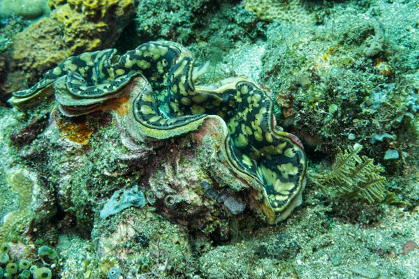 Small Giant Clam