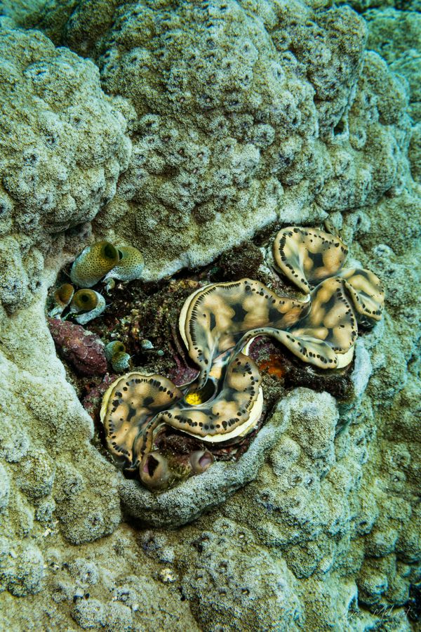 Small Giant Clam