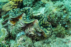 Mollusks representative species