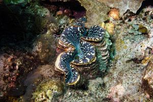 Small Giant Clam