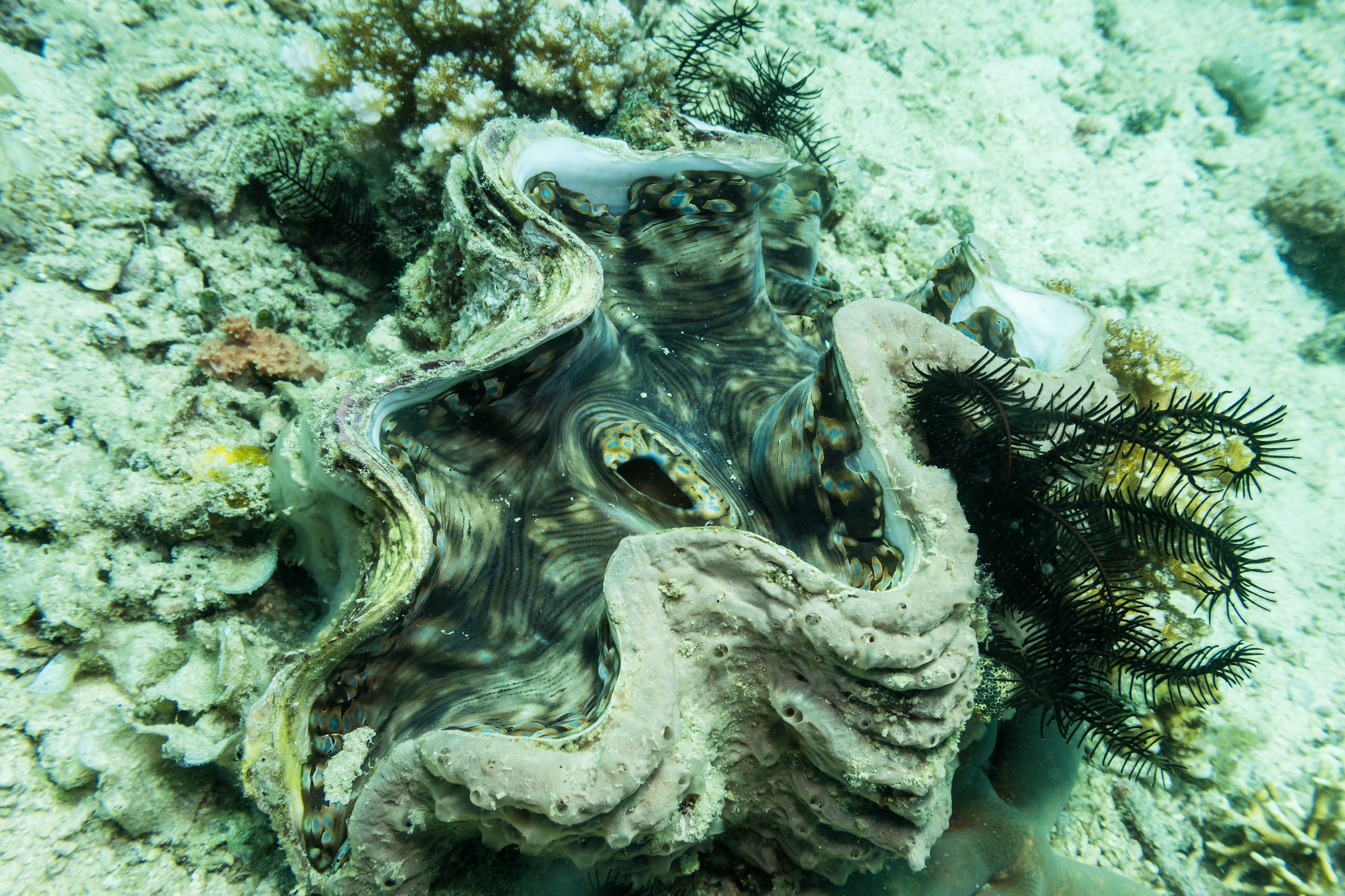 Fluted Giant Clam