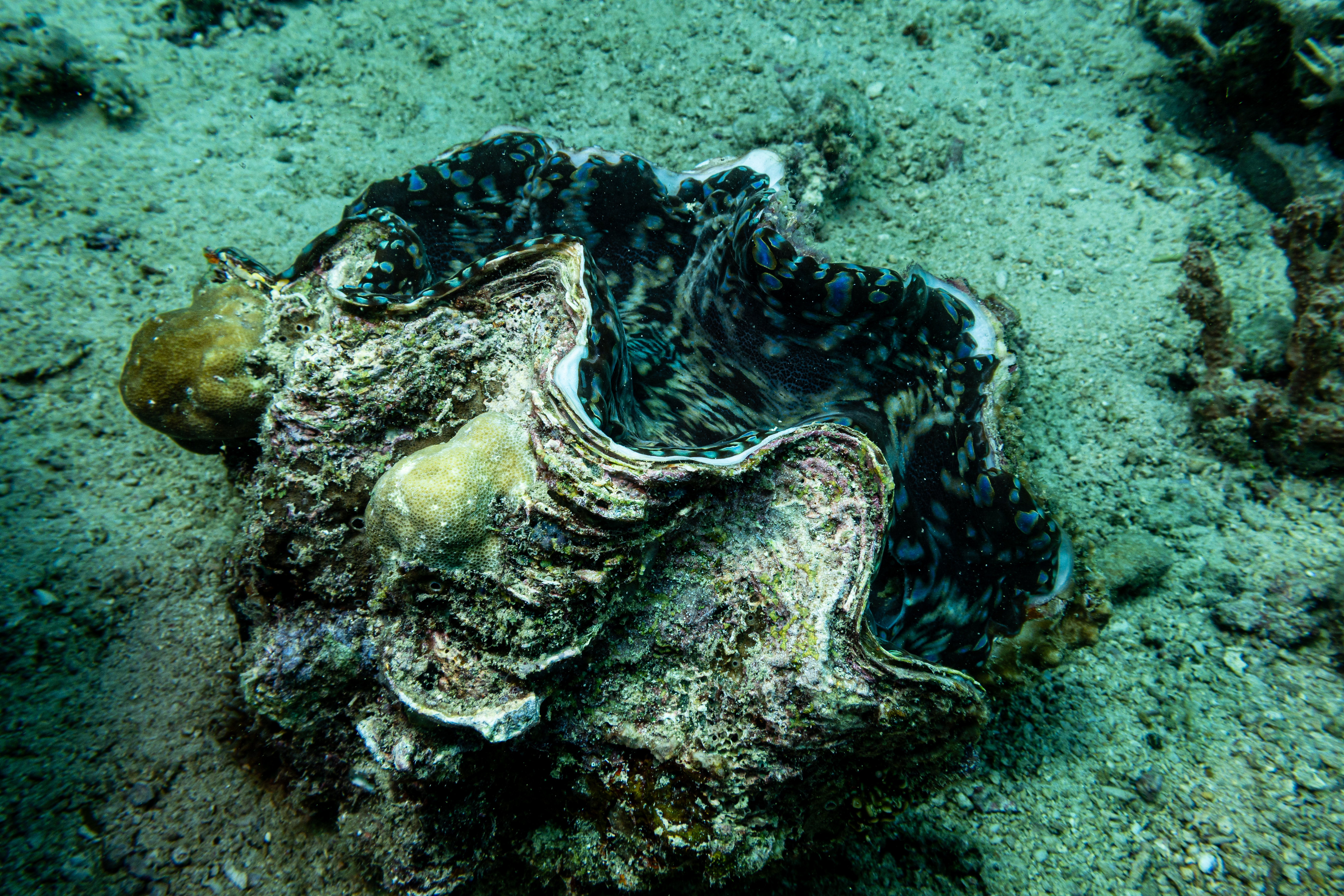 Fluted Giant Clam