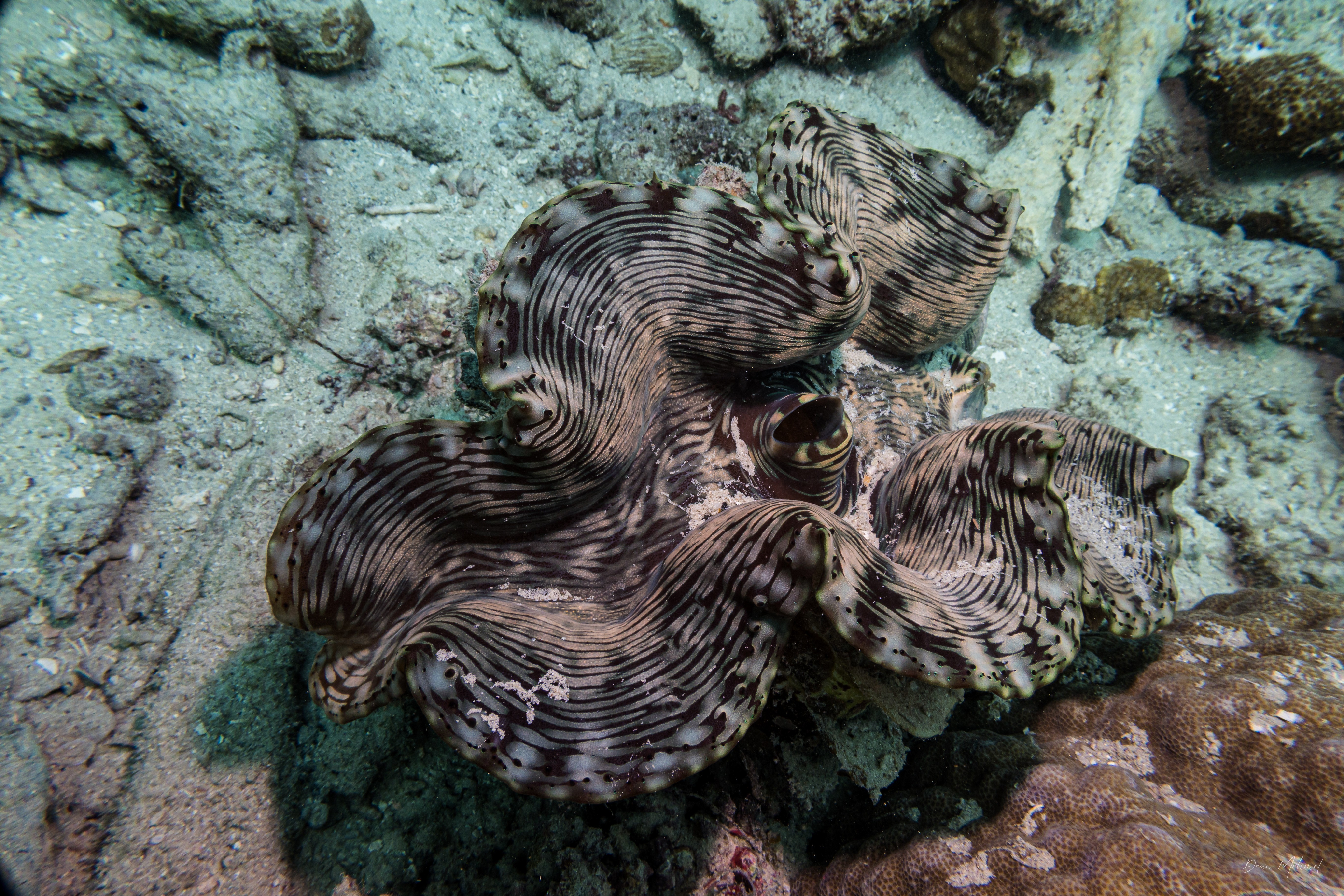 Fluted Giant Clam