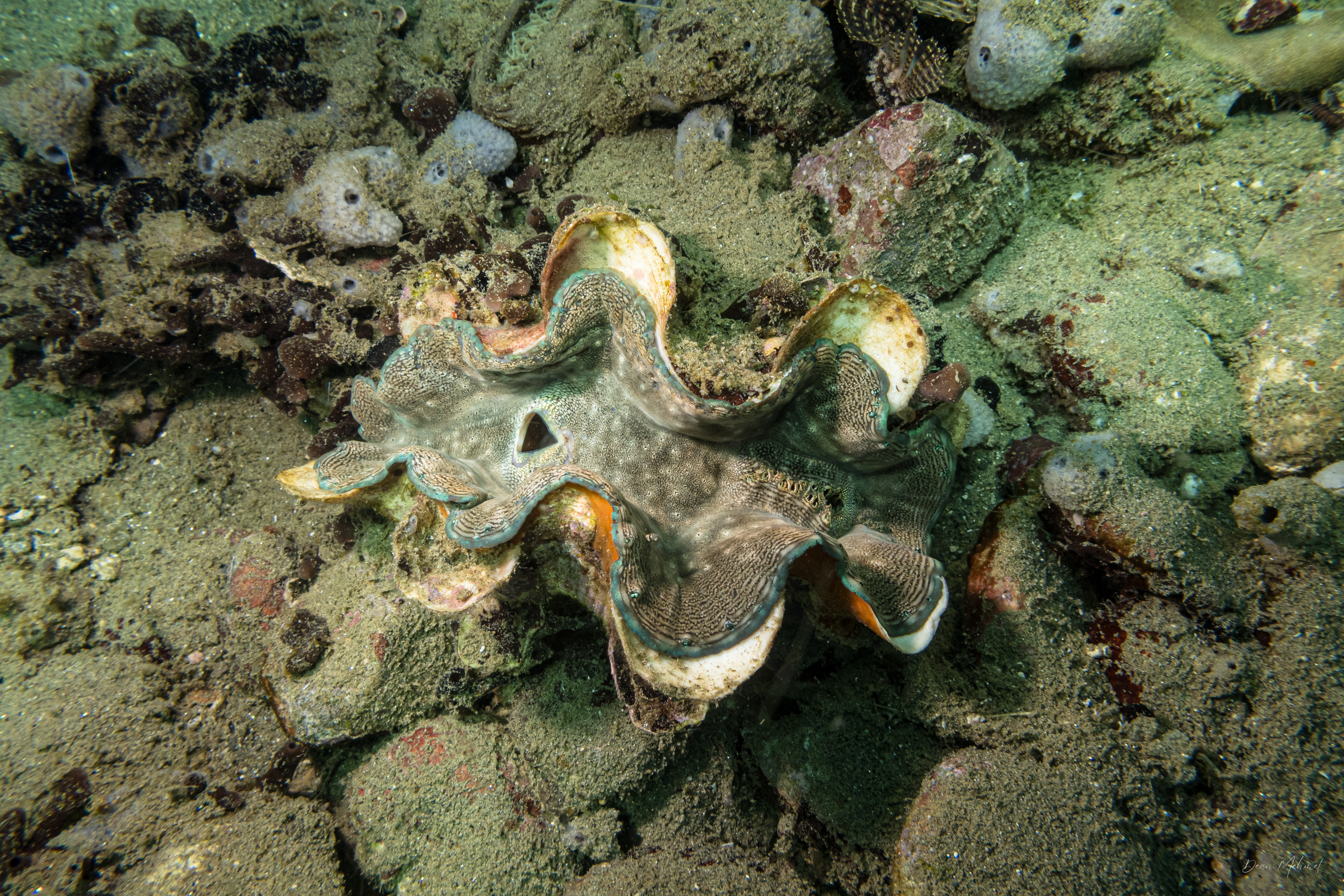 Fluted Giant Clam
