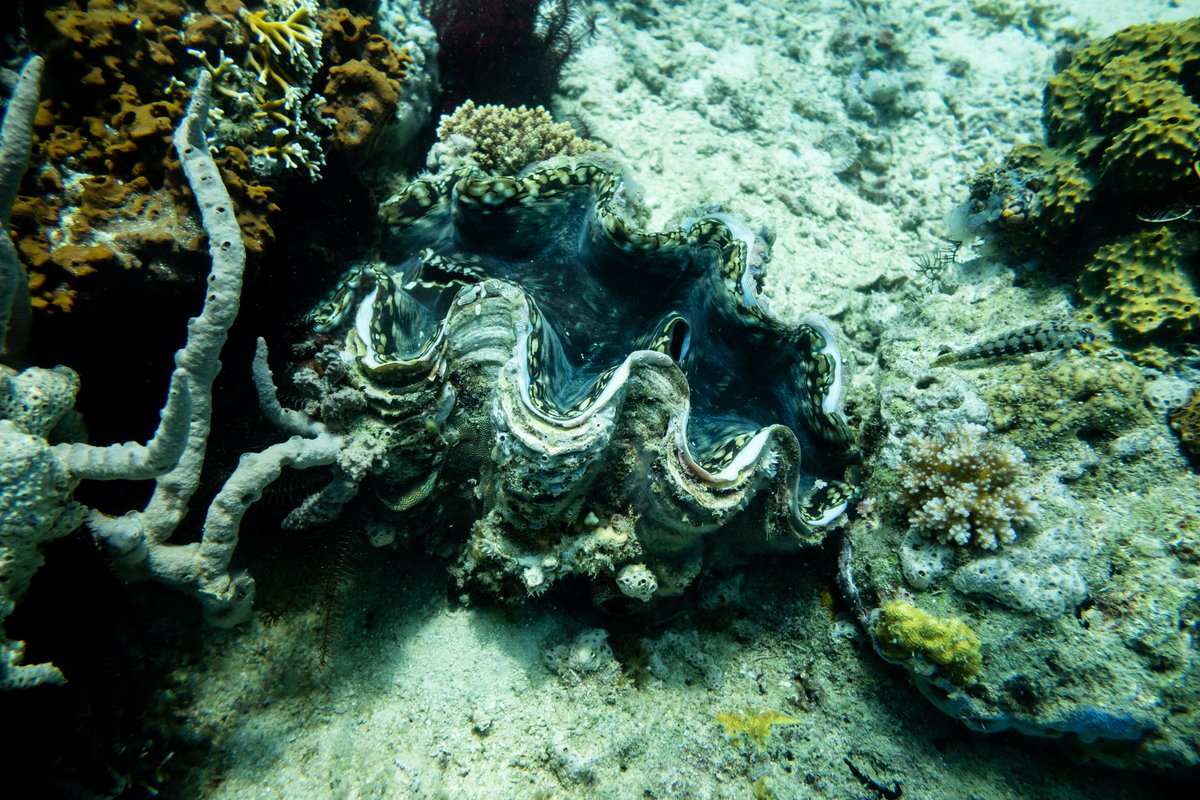 Fluted Giant Clam hero image