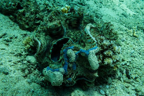 Fluted Giant Clam - Photo 2