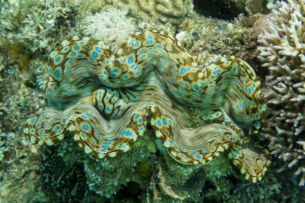 Fluted Giant Clam - Photo 4