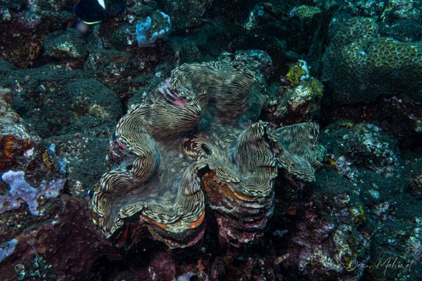 Fluted Giant Clam