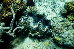 Mollusks representative species