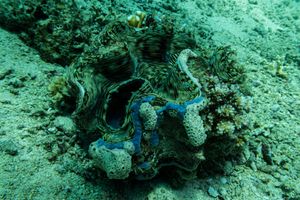 Fluted Giant Clam